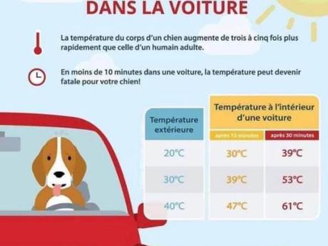 Ne laissez pas vos animaux dans une voiture au soleil  prevention regardez l elevation des temperatures