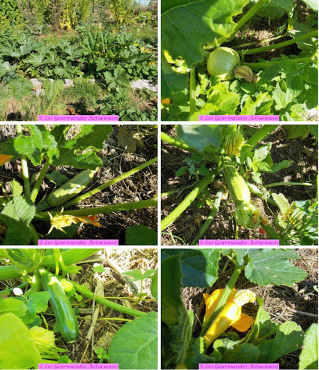 Les premières courgettes de la saison, confites (évidemment !)
