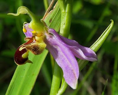 Ophrys abeille (Ophrys apifera)