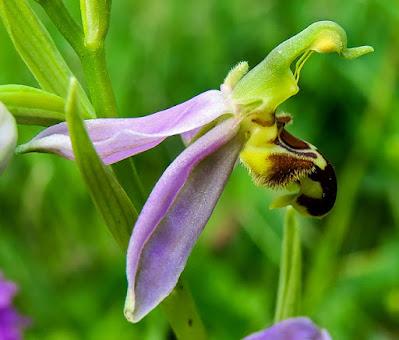 Ophrys abeille (Ophrys apifera)