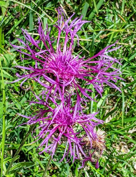 Juni-Blumen in Mittenwald / Fleurs de juin — 12 Bilder / 12 photos