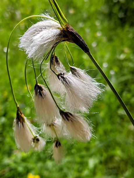 Juni-Blumen in Mittenwald / Fleurs de juin — 12 Bilder / 12 photos