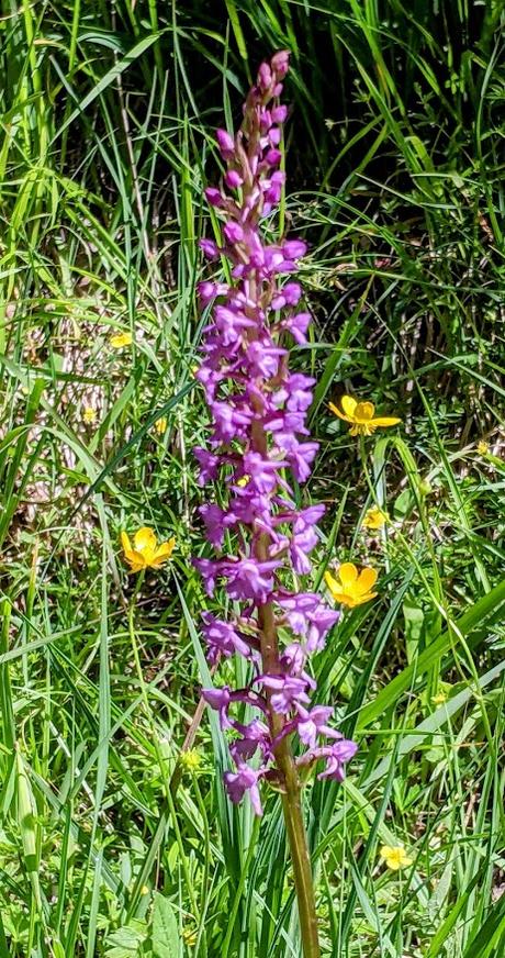 Juni-Blumen in Mittenwald / Fleurs de juin — 12 Bilder / 12 photos
