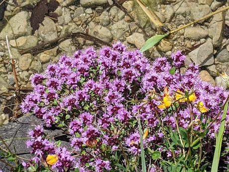 Juni-Blumen in Mittenwald / Fleurs de juin — 12 Bilder / 12 photos