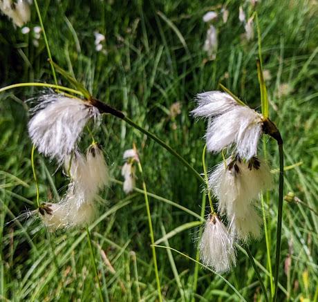 Juni-Blumen in Mittenwald / Fleurs de juin — 12 Bilder / 12 photos