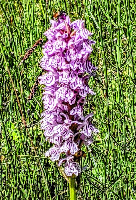 Juni-Blumen in Mittenwald / Fleurs de juin — 12 Bilder / 12 photos