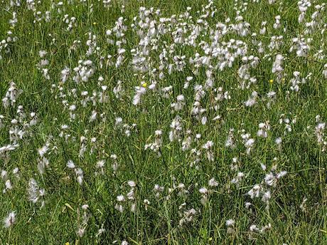 Juni-Blumen in Mittenwald / Fleurs de juin — 12 Bilder / 12 photos