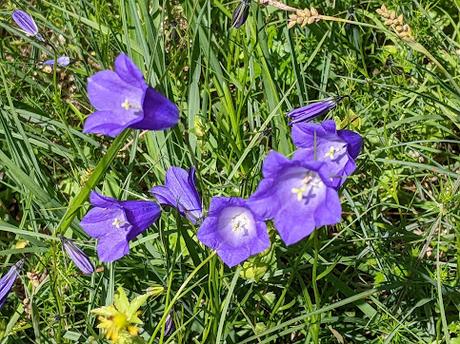 Juni-Blumen in Mittenwald / Fleurs de juin — 12 Bilder / 12 photos