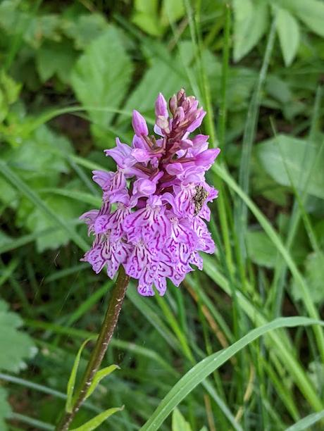 Juni-Blumen in Mittenwald / Fleurs de juin — 12 Bilder / 12 photos