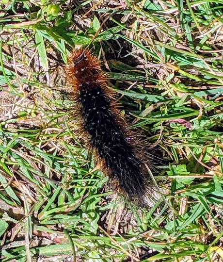 Juni-Blumen in Mittenwald / Fleurs de juin — 12 Bilder / 12 photos