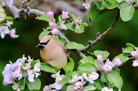 Jaseurs dans les fleurs…