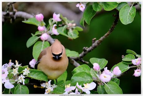 Jaseurs dans les fleurs…