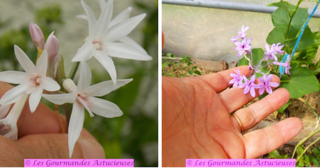 Petits pois et fèves épicés pour l'apéro (Vegan) Petits pois et fèves épicés pour l'apéro (Vegan)