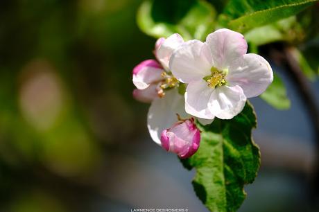 Fleurs de pommier…
