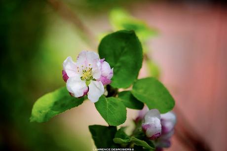 Fleurs de pommier…