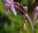 Orchis moucheron (Gymnadenia conopsea)
