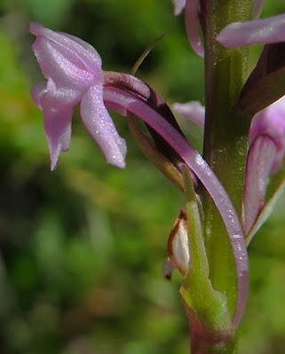 Orchis moucheron (Gymnadenia conopsea)