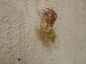 cigales naissent mois juin