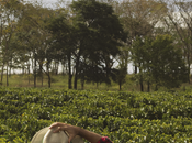 Annulé(e) essai tout nuances