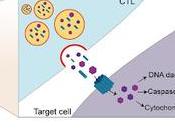 #trendsincellbiology #lymphocyteT #cytotoxicité Armer tueur régulation mitochondriale cytotoxicité lymphocytes CD8+