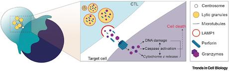 #trendsincellbiology #lymphocyteT #cytotoxicité Armer un tueur : régulation mitochondriale de la cytotoxicité des lymphocytes T CD8+