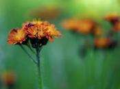 Piloselle orangée…