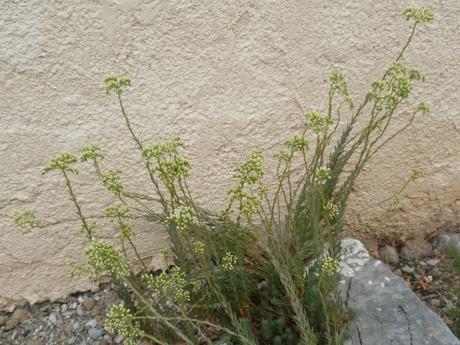 fleurs,jardin,plantes,jardinage,été,juin,juillet