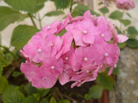 fleurs,jardin,plantes,jardinage,été,juin,juillet