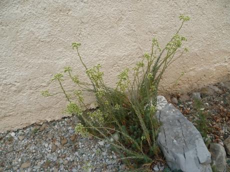 fleurs,jardin,plantes,jardinage,été,juin,juillet