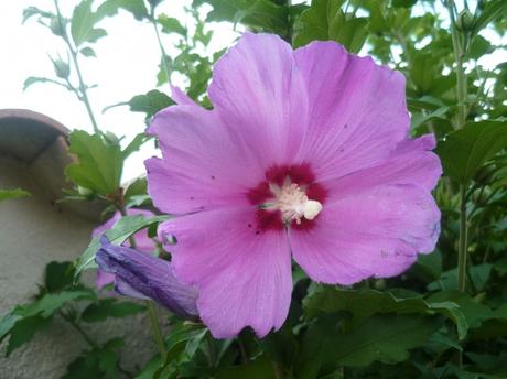 fleurs,jardin,plantes,jardinage,été,juin,juillet