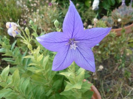 fleurs,jardin,plantes,jardinage,été,juin,juillet