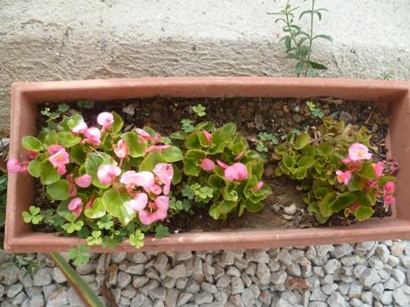 fleurs,jardin,plantes,jardinage,été,juin,juillet