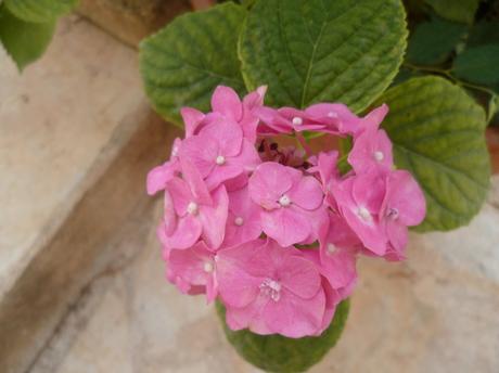 fleurs,jardin,plantes,jardinage,été,juin,juillet