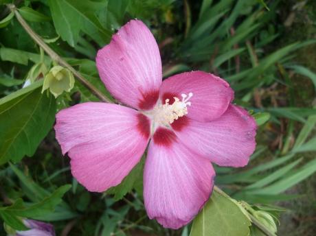 fleurs,jardin,plantes,jardinage,été,juin,juillet