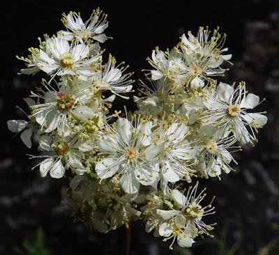 Filipendule commune (Filipendula vulgaris)