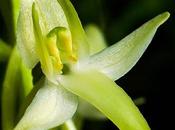 Orchis deux feuilles (Platanthera bifolia)