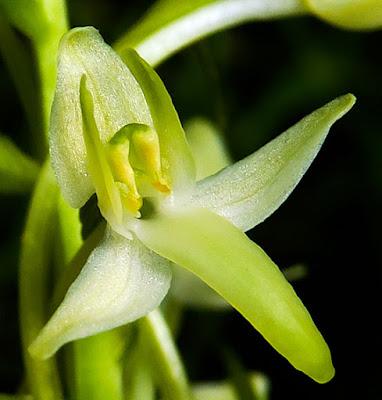 Orchis à deux feuilles (Platanthera bifolia)
