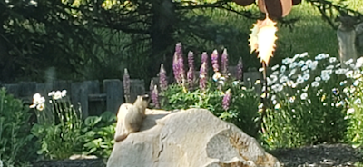 Un nouveau voisin …