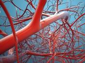 MALADIE CARDIOVASCULAIRE Cibler protéine unique pourrait être thérapeutique