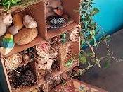 L'hôtel insectes Clover Robin