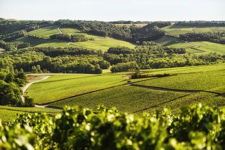 Faisons connaissance avec les champagnes Chassenay d'Arce