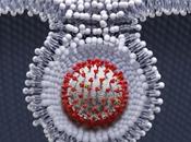 COVID-19 Comment virus nourrit graisse corps pour prospérer