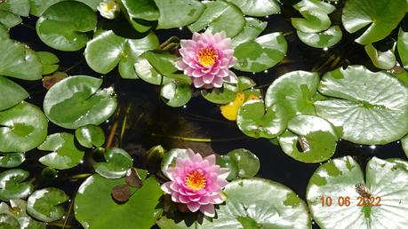 La France - ses quelques fleurs 