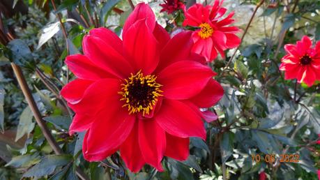 La France - ses quelques fleurs