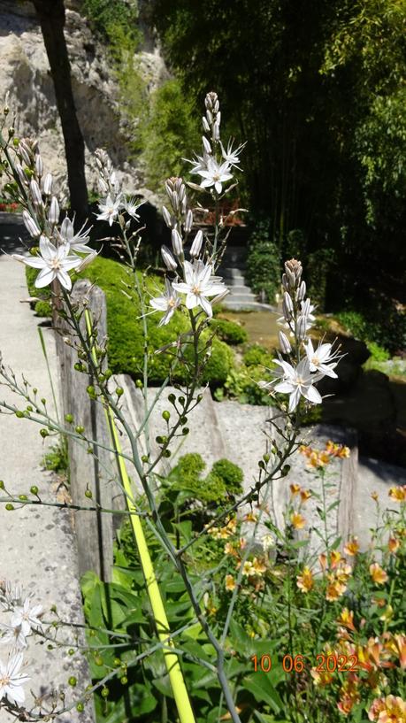 La France - ses quelques fleurs 