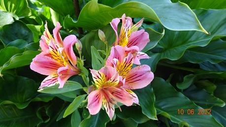 La France - ses quelques fleurs 