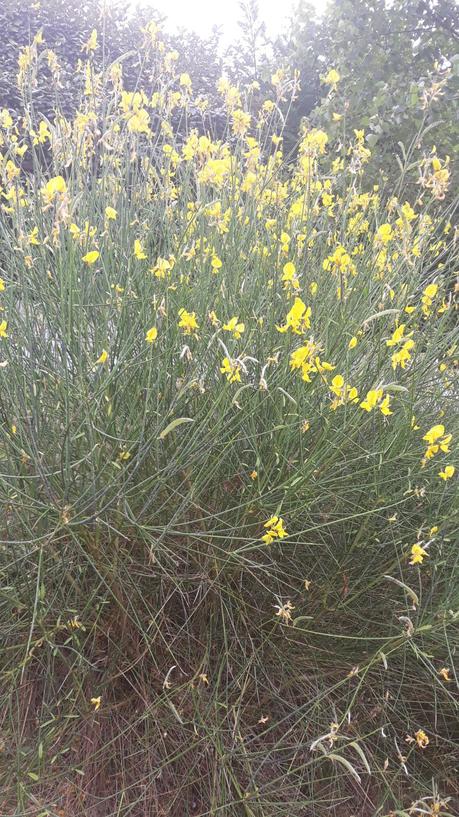 La France - ses quelques fleurs 