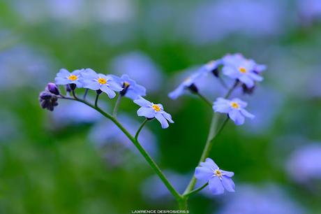 Myosotis… #Macrophotographie #ForgetMeLove