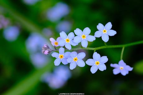 Myosotis… #Macrophotographie #ForgetMeLove