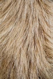 citations,expressions,culture,animal,bête,guérison,croyance